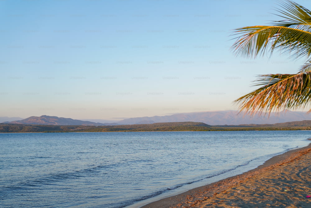 a beach with a palm tree and a body of water