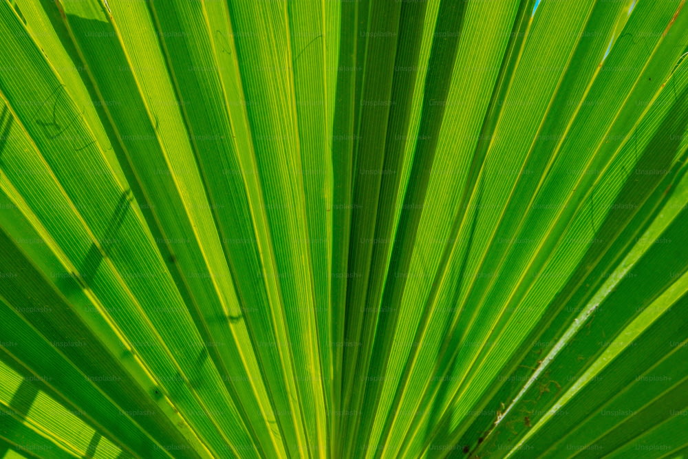 a close up view of a green palm leaf