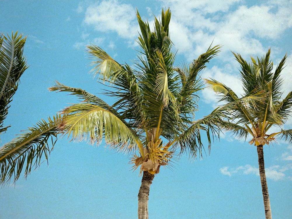 Eine Gruppe von Palmen, die im Wind wehen