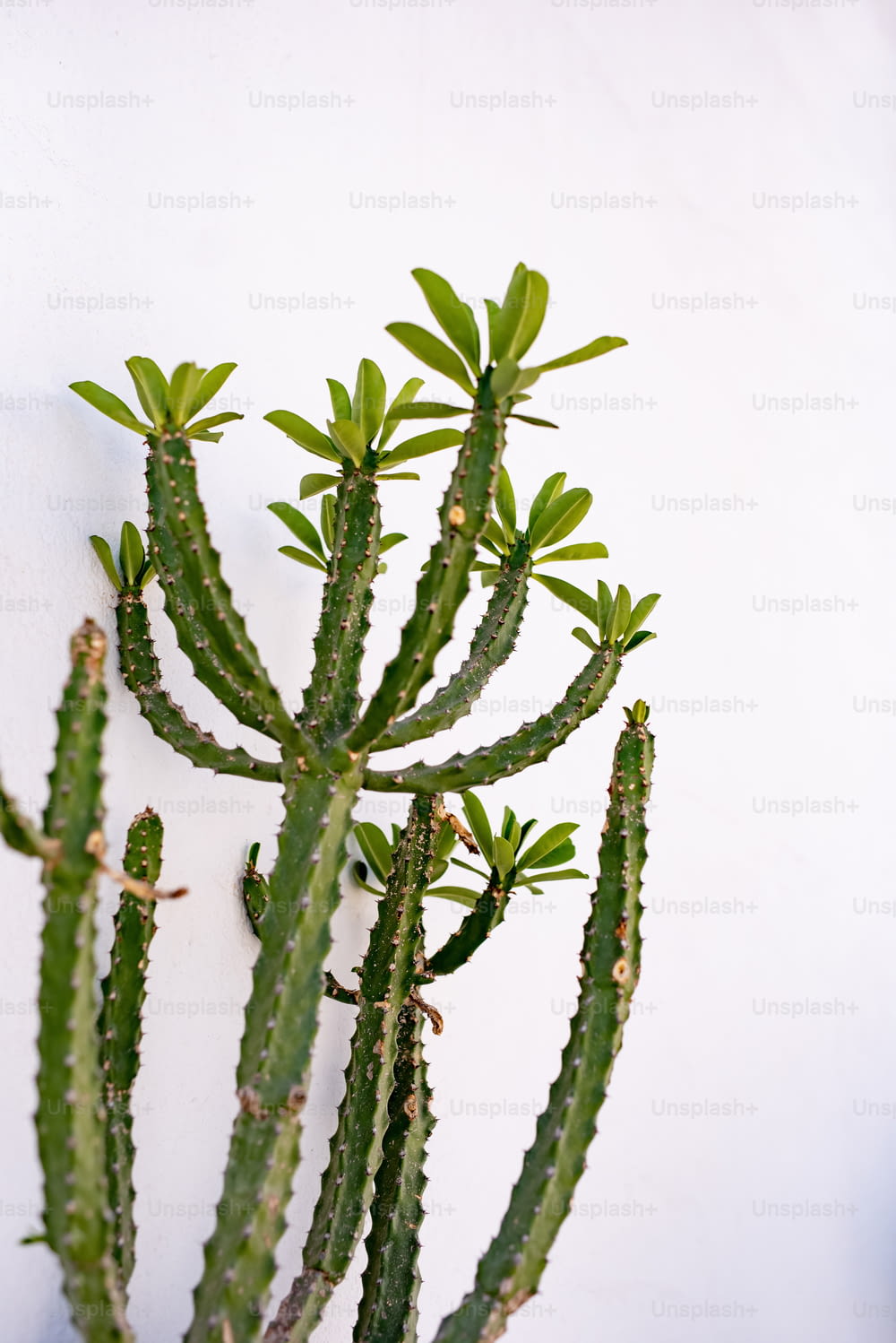 a small green plant on a white wall