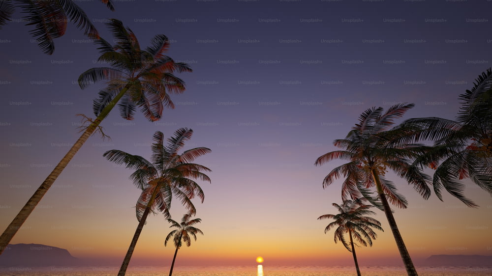 Des palmiers bordent la plage au coucher du soleil