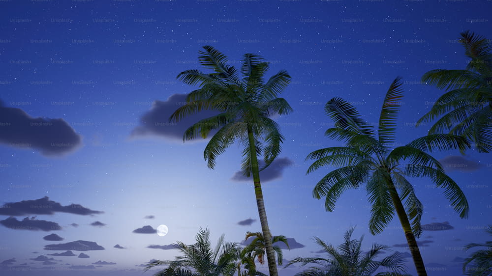a full moon and some palm trees at night