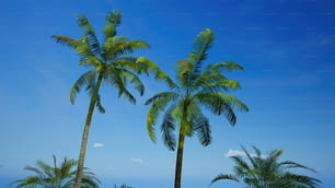 um par de palmeiras sentadas no topo de uma praia