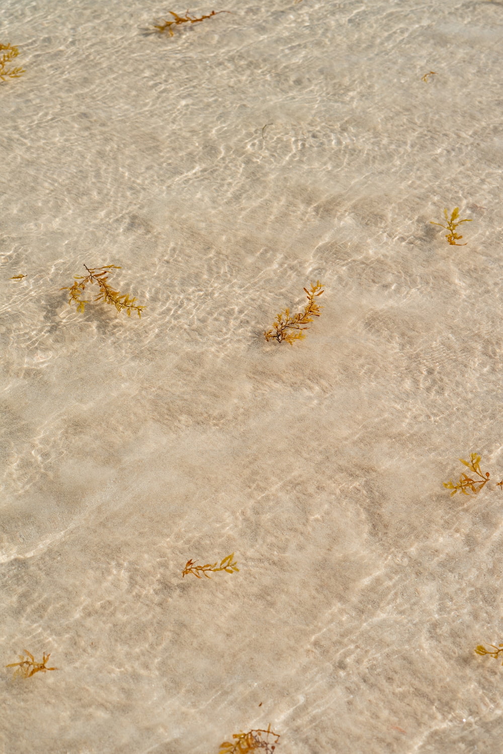 a group of seaweed floating on top of a sandy beach