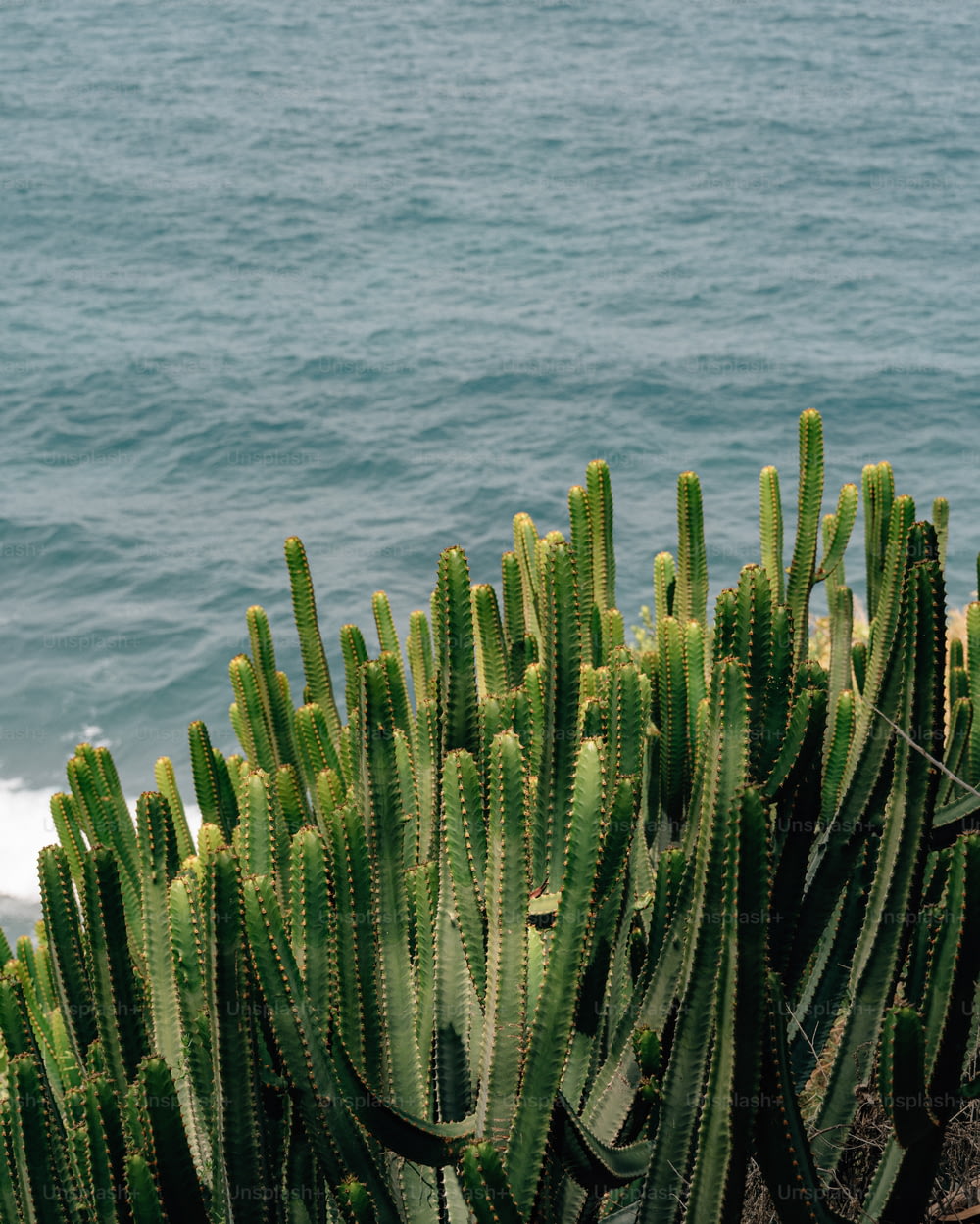 un bouquet de plantes de cactus à côté d’un plan d’eau