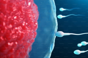 3D-Illustration Sperma und Eizelle, Eizelle. Sperma nähert sich der Eizelle. Einheimische und natürliche Düngung. Die Empfängnis ist der Beginn eines neuen Lebens. Eizelle mit rotem Kern unter dem Mikroskop. Bewegung Sperma