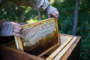 Unkenntlicher Imker, der Wabenrahmen im Bienenhaus hält und arbeitet.