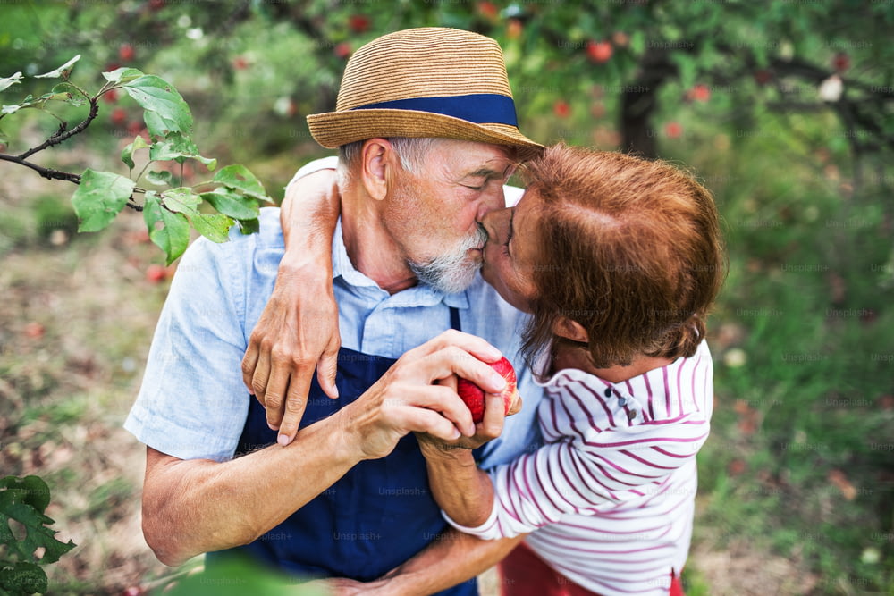 A happy senior couple in love kissing when picking apples in orchard in autumn.