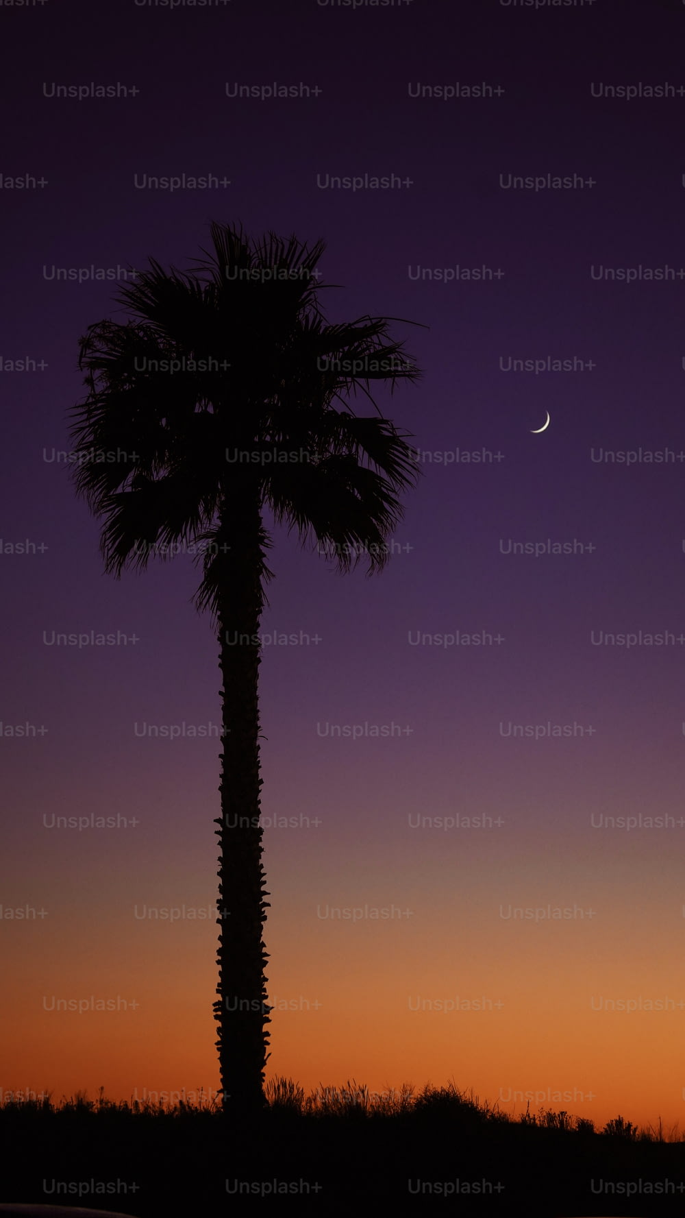 Eine Palme mit dem Mond im Hintergrund