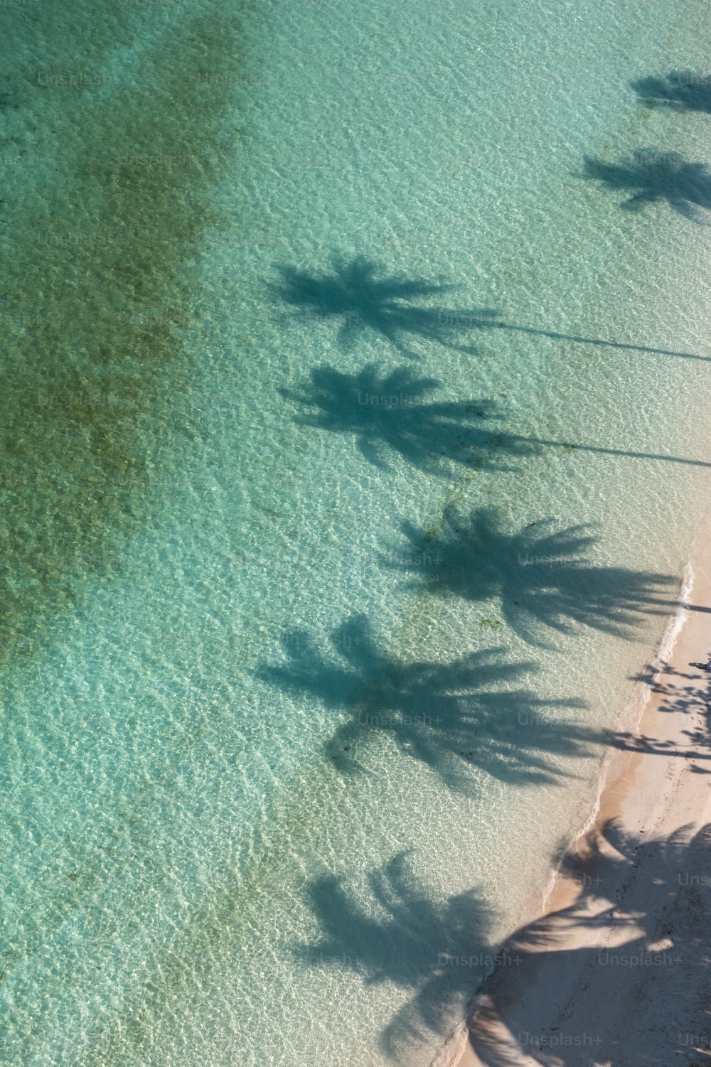 Blick auf einen Strand mit Palmen im Wasser