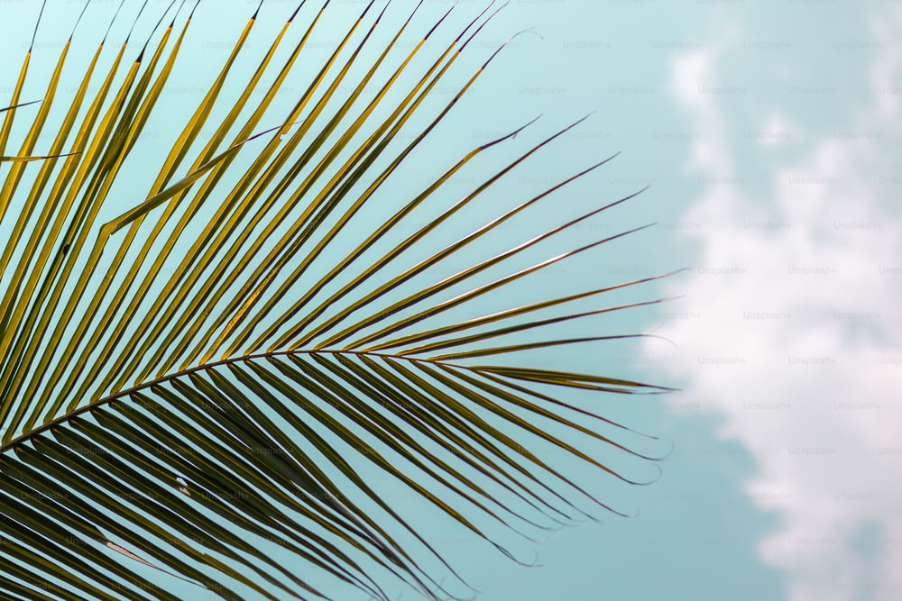 Eine Nahaufnahme eines Palmblattes vor blauem Himmel