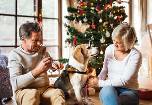 Pareja mayor sentada en el suelo frente al árbol de Navidad iluminado dentro de su casa con su perro enredado en una cadena de luces.