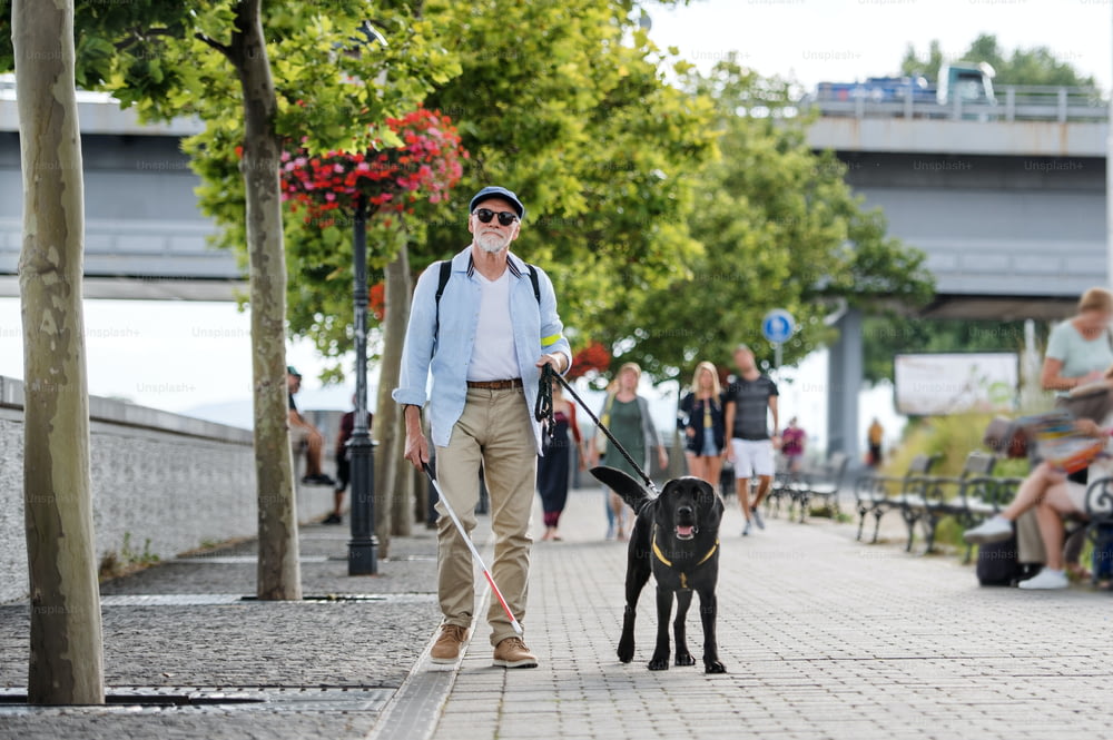 Une vue de face d’un homme aveugle âgé avec un chien-guide marchant à l’extérieur en ville.