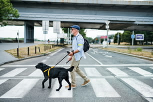 Un ciego mayor con perro guía caminando al aire libre en la ciudad, cruzando la calle.