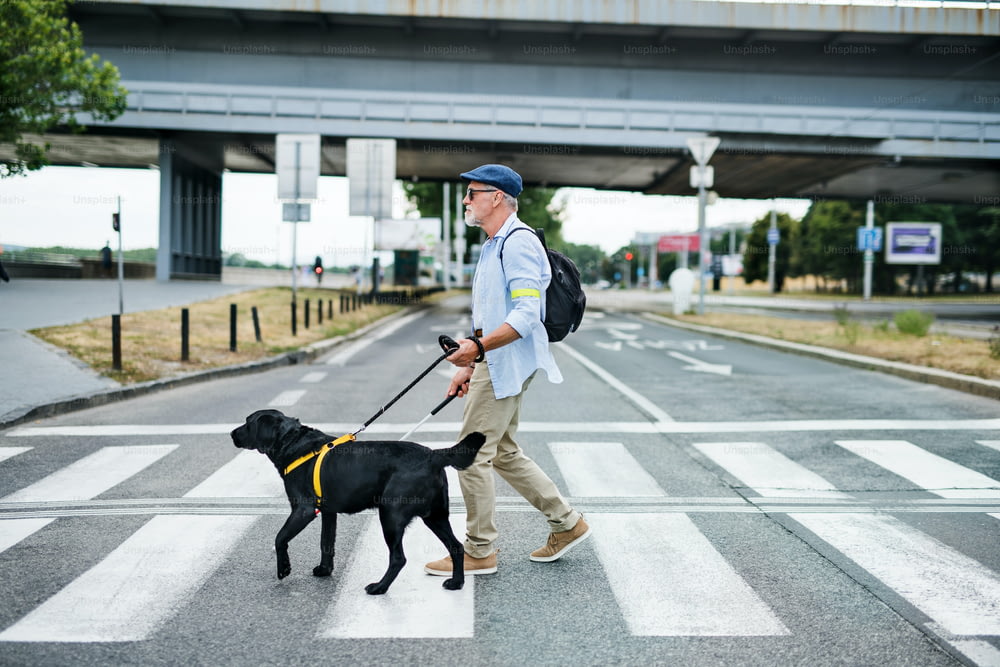 Un homme aveugle âgé avec un chien-guide se promenant à l’extérieur en ville, traversant la rue.
