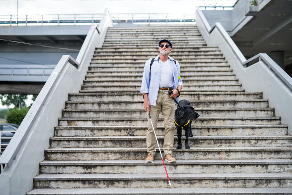 A senior blind man with guide dog walking down the stairs in city.