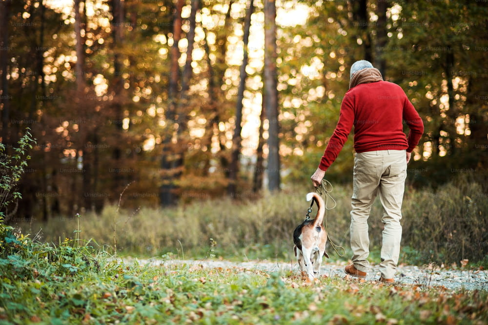 A rear view of senior man walking with a dog in an autumn nature at sunset. Copy space.