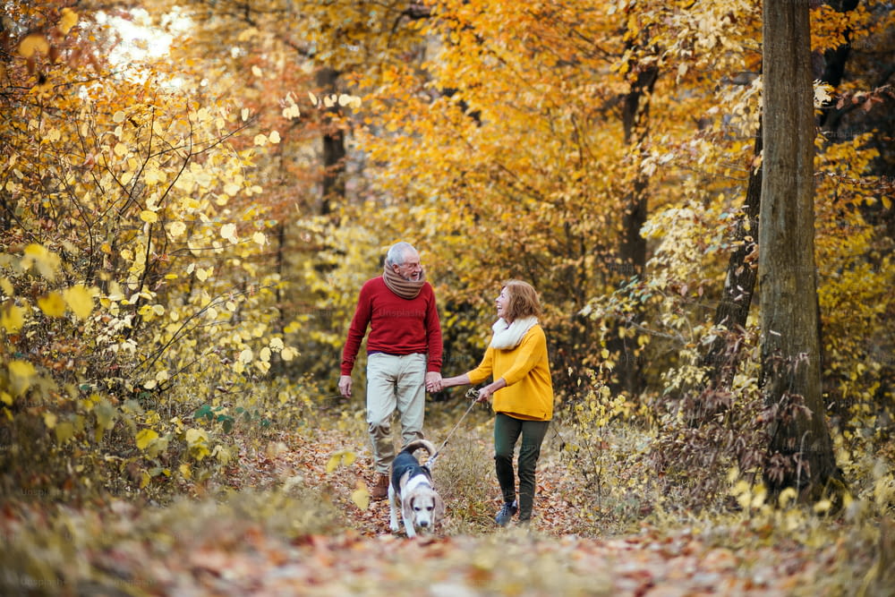 A happy senior couple with a dog on a walk in an autumn nature, holding hands.
