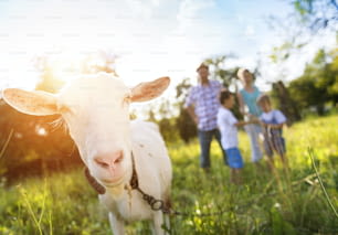 Giovane famiglia felice che trascorre del tempo insieme fuori nella natura verde con una capra.