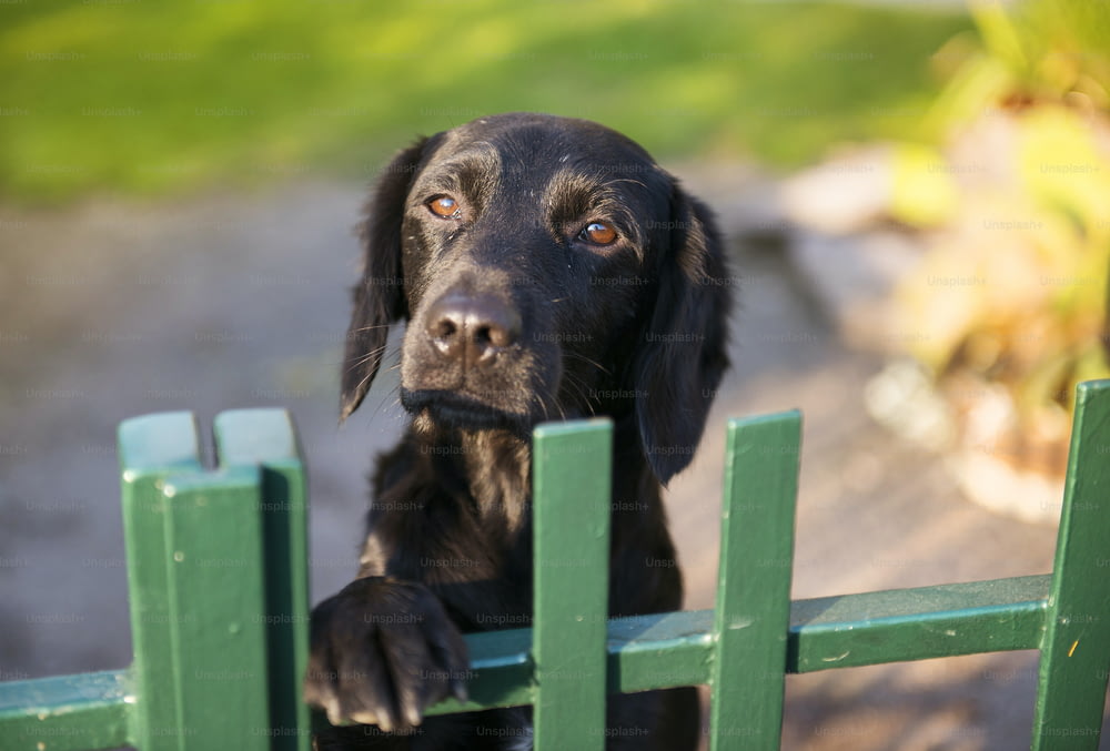 Cão preto bonito atrás da cerca do jardim