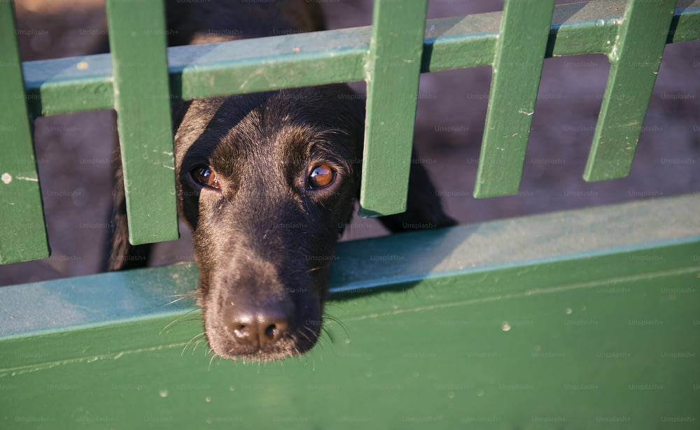 Cão preto bonito atrás da cerca do jardim
