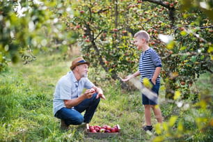 A senior man with small grandson picking apples in orchard in autumn.