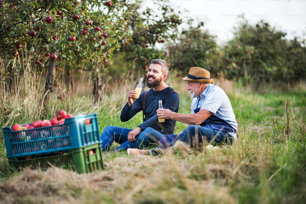 Ein älterer Mann mit erwachsenem Sohn, der im Herbst bei Sonnenuntergang Apfelwein in einer Apfelplantage trinkt.