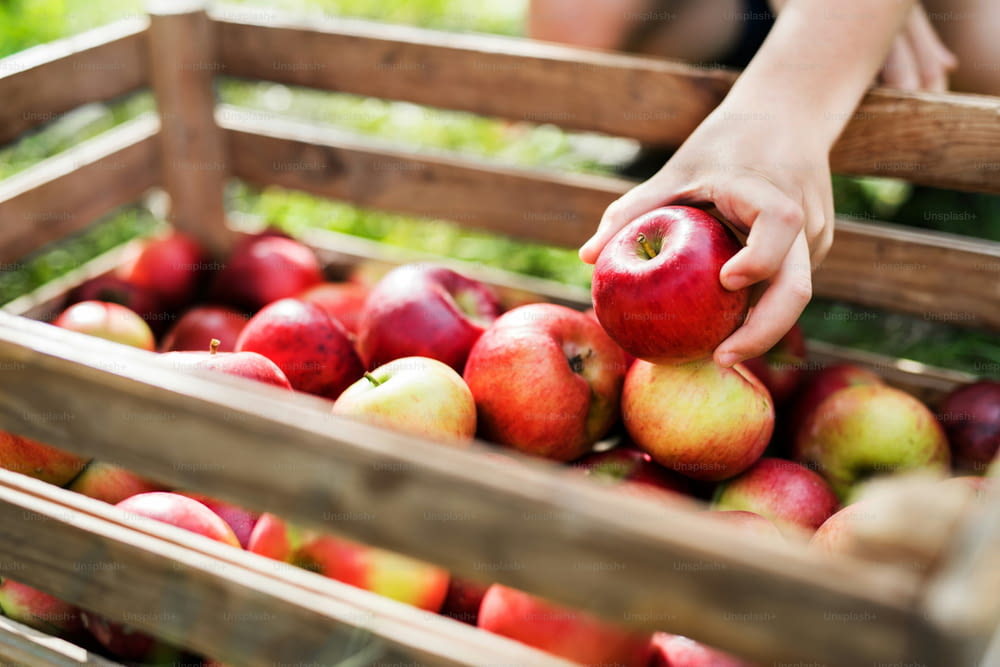 과수��원의 나무 상자에 사과를 넣는 아이의 손 클로즈업.