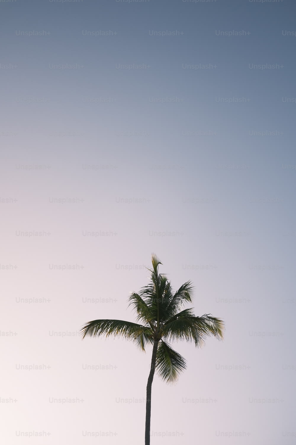 Una palmera solitaria contra un cielo azul