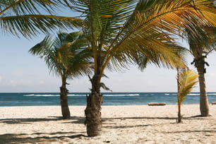 palmeiras em uma praia com o oceano no fundo