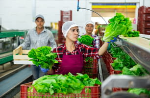 Femme latine en tablier triant et empilant manuellement de la laitue verte fraîche tout en travaillant dans une usine de légumes.