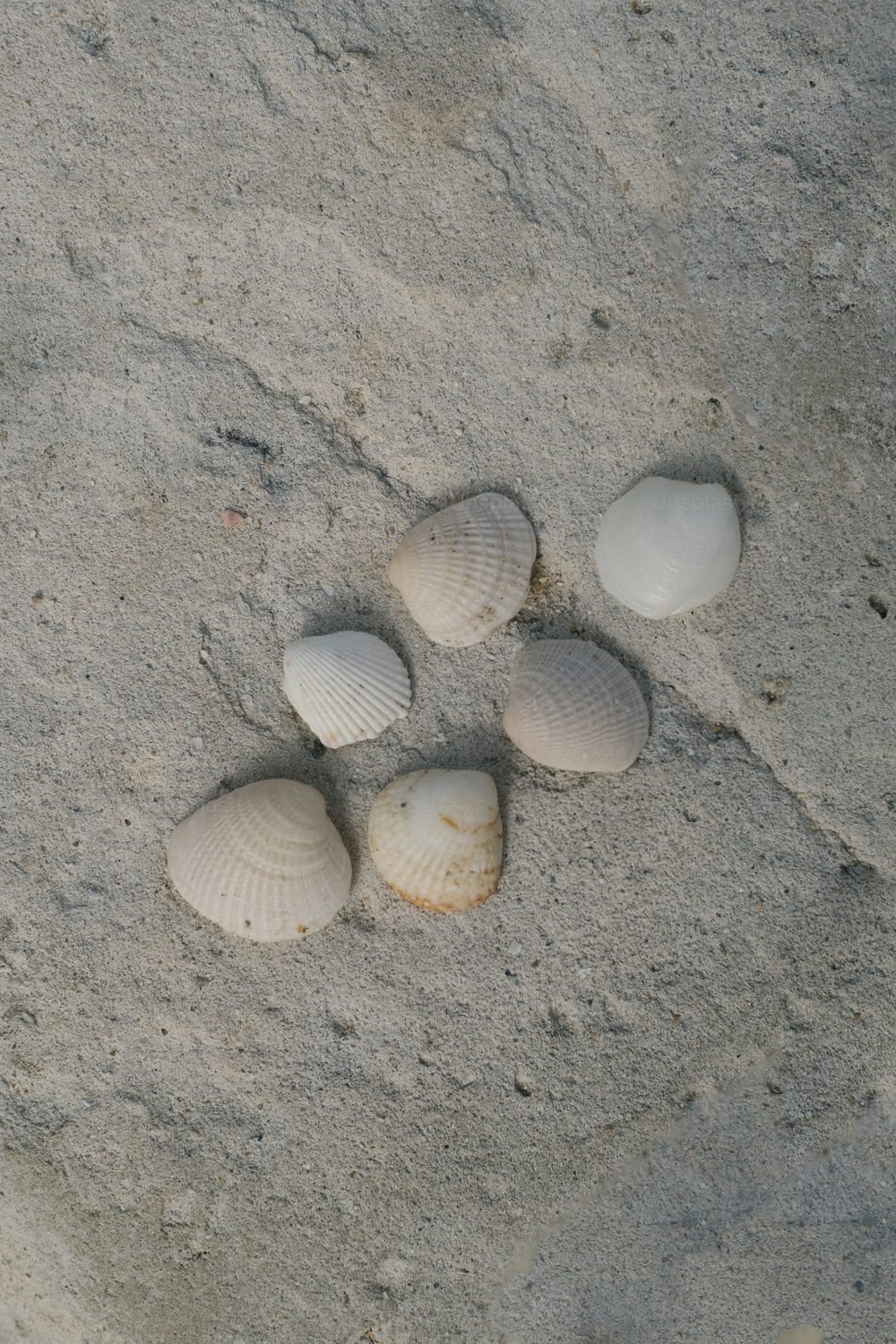 four seashells in the sand on a beach