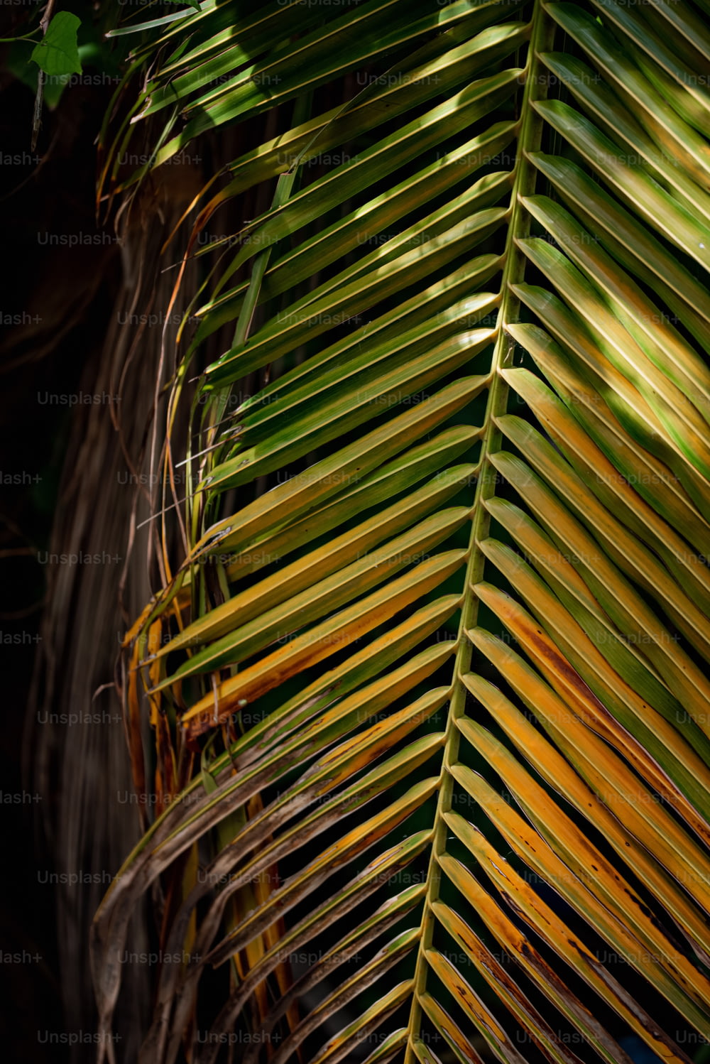 Vue rapprochée des feuilles d’un palmier