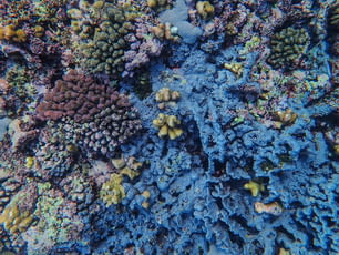 a colorful coral reef is seen from above