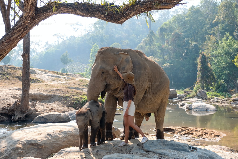 Una viajera con la madre y el bebé elefantes en el bosque