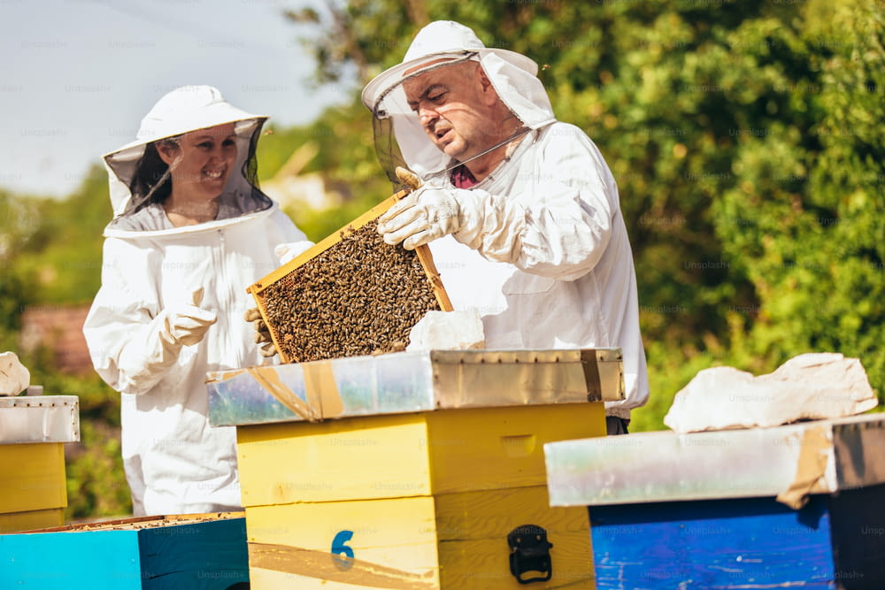 Apicoltori sull'apiario. Gli apicoltori stanno lavorando con api e alveari sull'apiario.