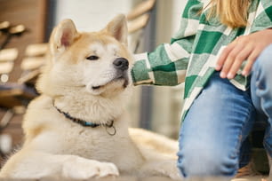 Trusted friend. Hand of girl in plaid shirt crouching and touching lying looking shiba inu dog outdoors near house on fine day