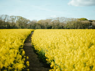 ein Feld aus gelben Blumen mit Bäumen im Hintergrund