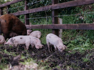a herd of pigs standing on top of a lush green field