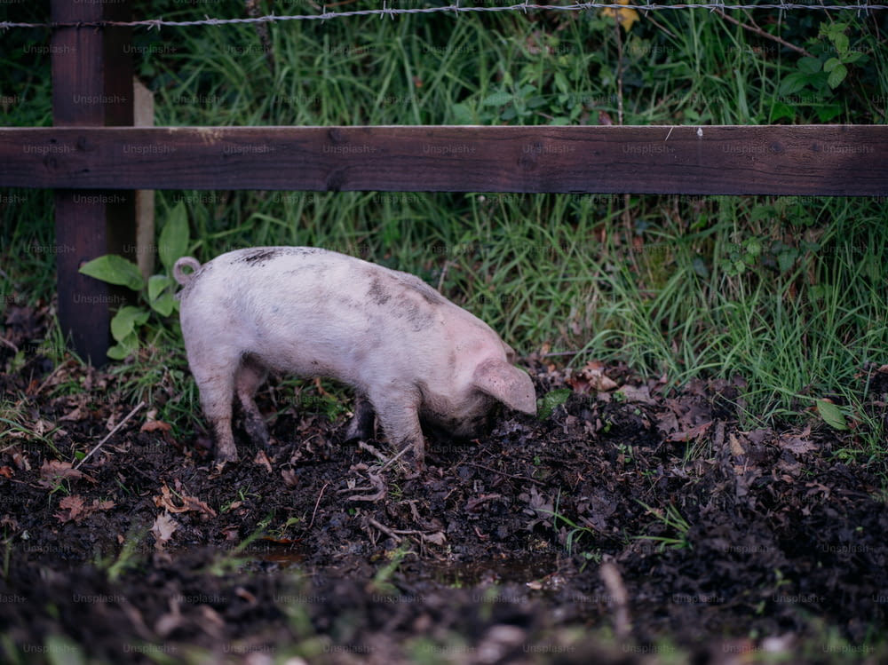 작은 돼지가 흙 속에 서있다.