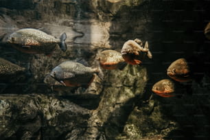 Un gruppo di pesci che nuotano in un acquario