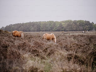 木を背景に野原で草を食む2頭の馬