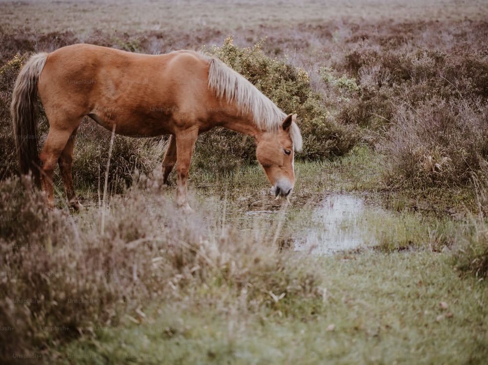 ein braunes Pferd, das Wasser aus einem kleinen Teich trinkt