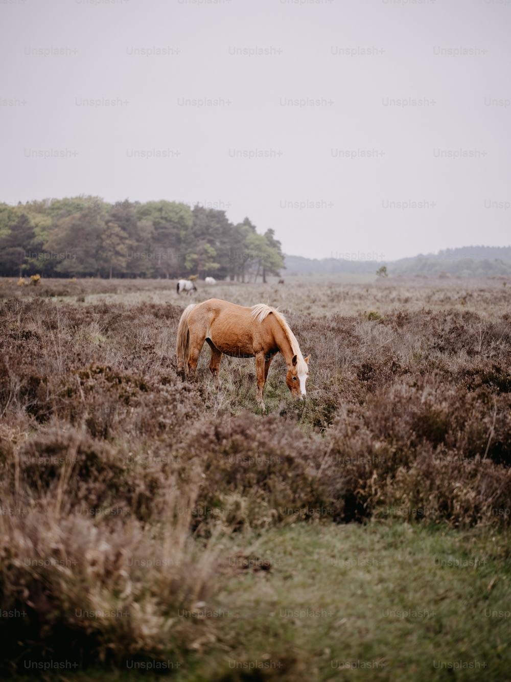 Un caballo marrón pastando en un campo con árboles al fondo