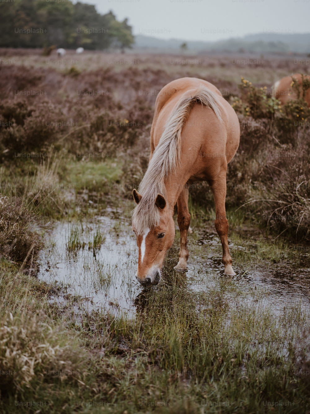 野原の水たまりから水を飲む馬