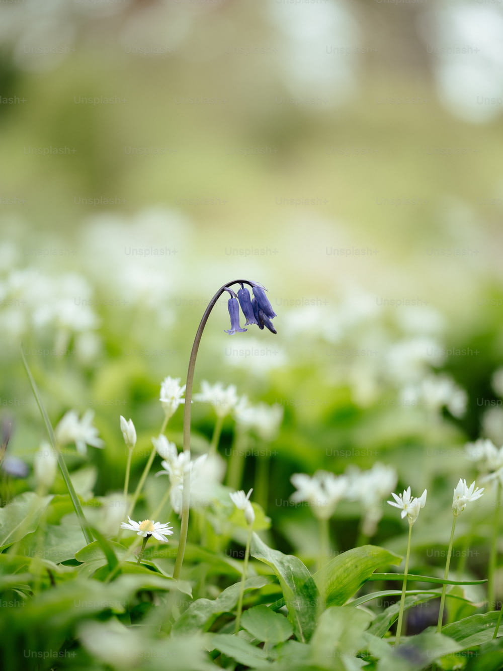 uma pequena flor azul em um campo de flores brancas