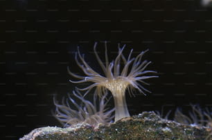 Un primo piano di un anemone di mare su una roccia