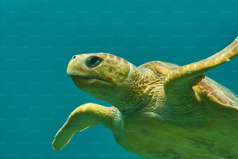 Un primo piano di una tartaruga che nuota nell'acqua