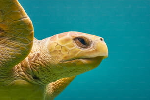 um close up de uma tartaruga nadando na água