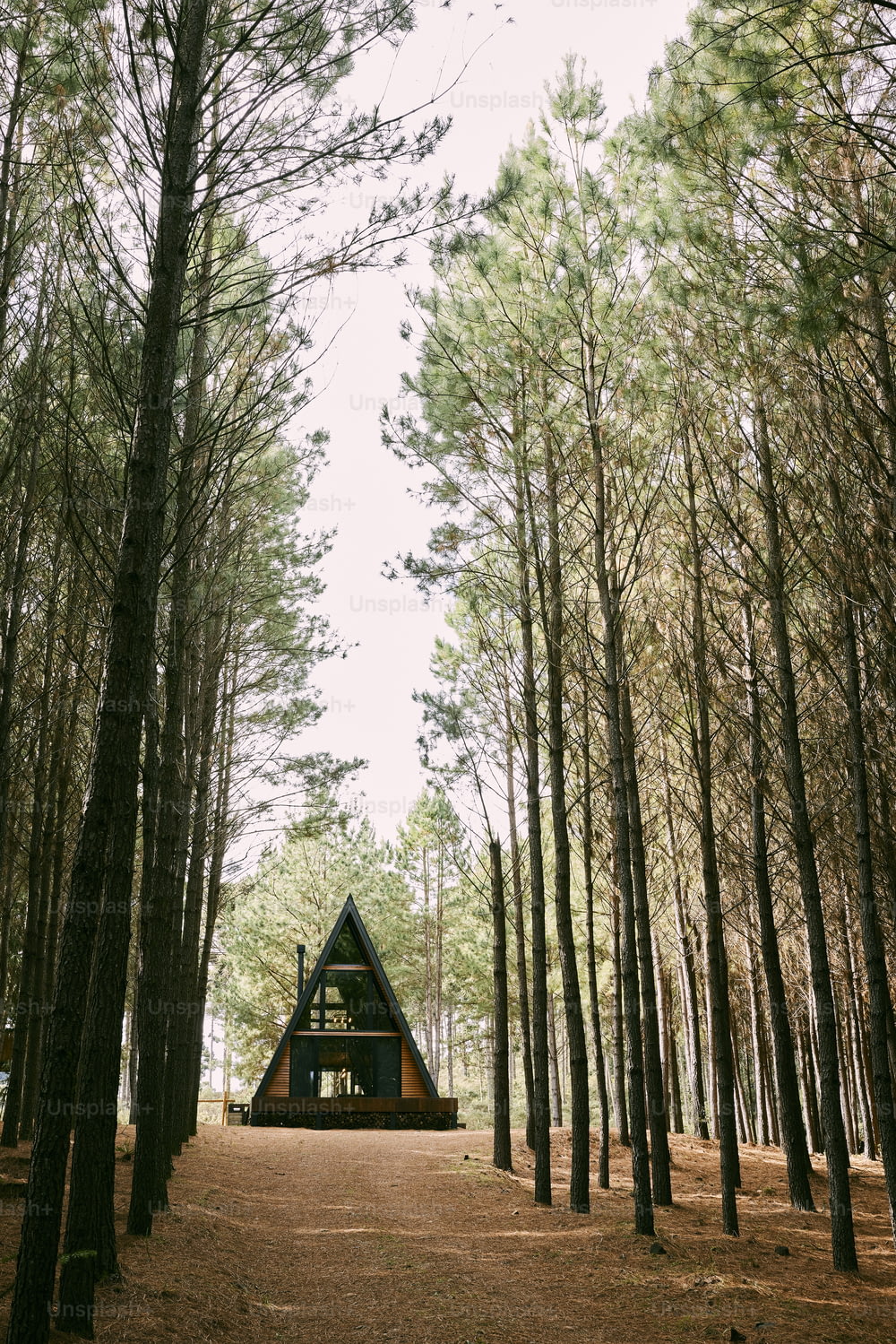 uma pequena cabana no meio de uma floresta